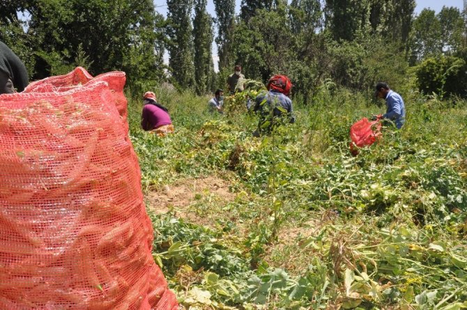 Türkiye’nin bezelye ihtiyacının yüzde 35’ini karşılayan Sinanpaşa’da hasat başladı