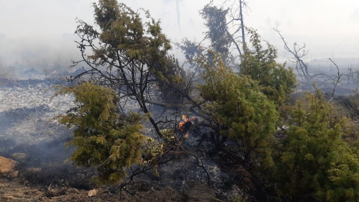 Manisa'da anız yangını ormanlık alana sıçradı