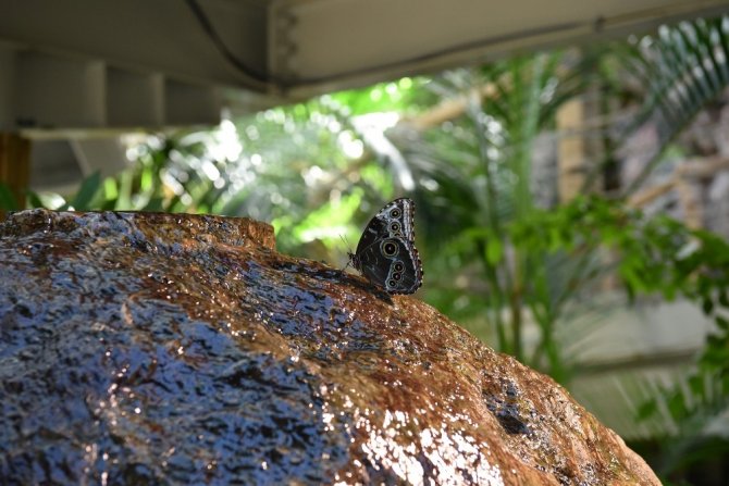 Tropikal Kelebek Bahçesi yeniden ziyarete açıldı