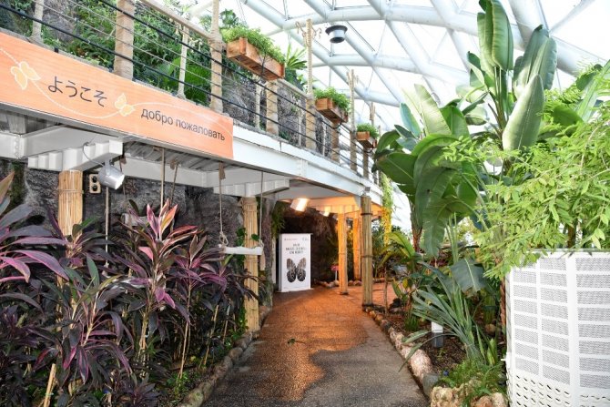 Tropikal Kelebek Bahçesi yeniden ziyarete açıldı