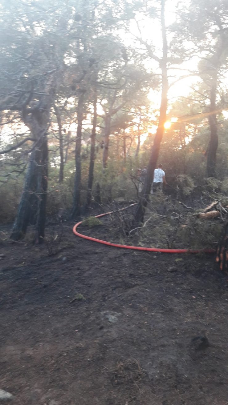Büyükada'da ormanlık alanda yangın (2)