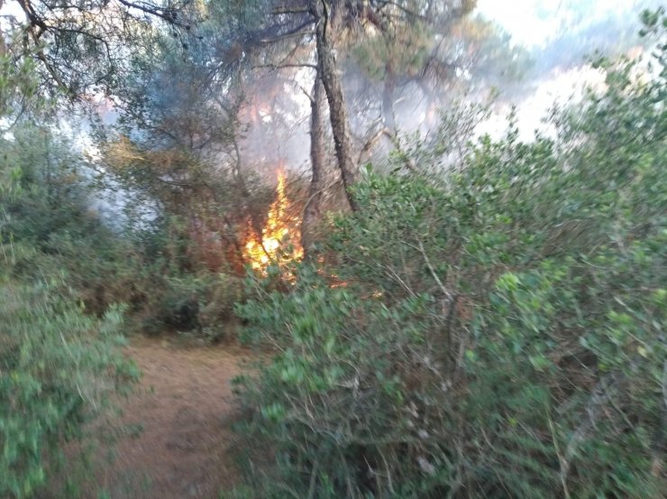 Büyükada'da ormanlık alanda yangın (2)