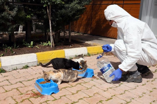 Konya Büyükşehir'den sokak hayvanları için bir kap yemek bir kap su