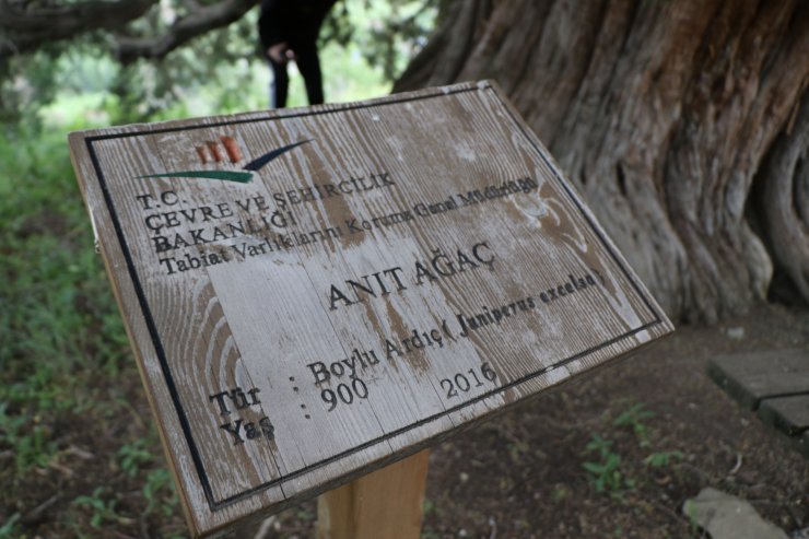 Köydeki 904 yıllık ardıç ağaçları zamana meydan okuyor