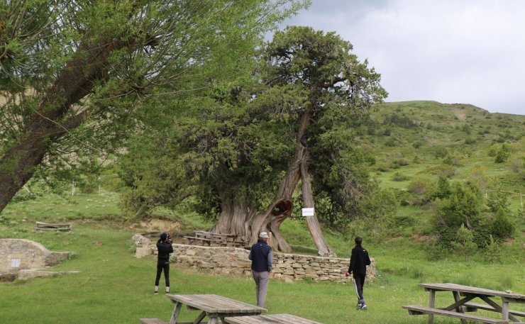 Köydeki 904 yıllık ardıç ağaçları zamana meydan okuyor