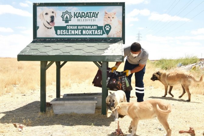 Karatay Belediyesi, sokak hayvanlarını yalnız bırakmıyor