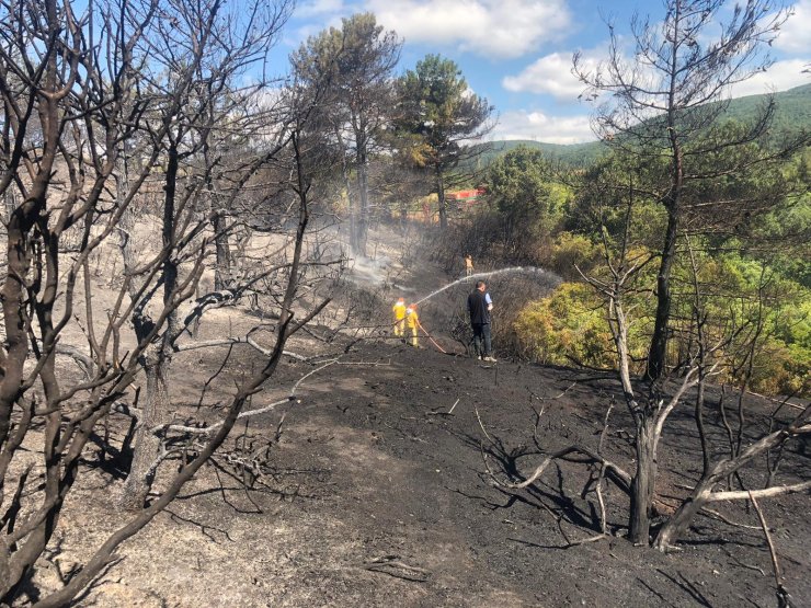Lapseki'deki orman yangınında 5 dönüm alan zarar gördü
