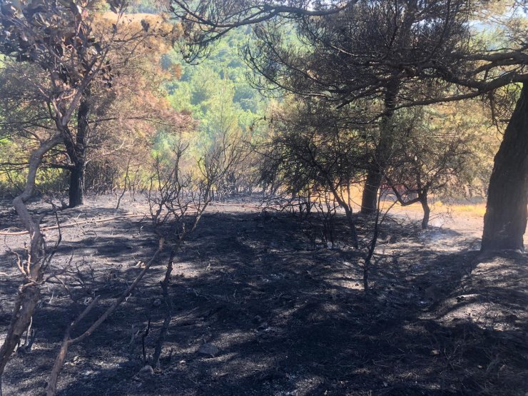 Lapseki'deki orman yangınında 5 dönüm alan zarar gördü
