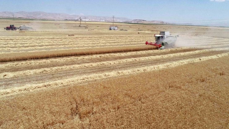 Ulusal Hububat Konseyi üyesi Soylu: Arpa ve buğdaydaki verim umut verici