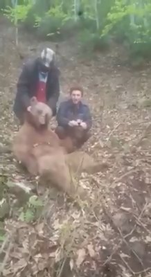 Vurdukları ayıyı yumruklayan avcılar, kamerada
