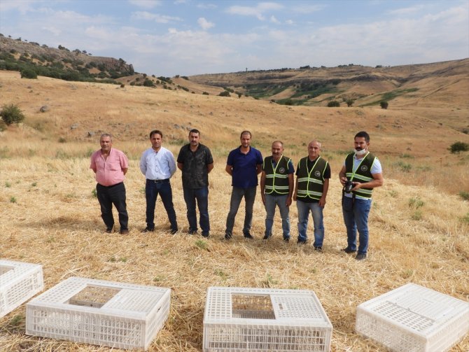 Şırnak'ta 750 kınalı keklik doğaya bırakıldı
