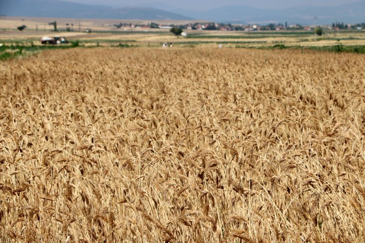 Hasadını yaptığı 7 bin yıllık buğday tohumunu, 61 ile dağıtarak çoğaltmak istiyor