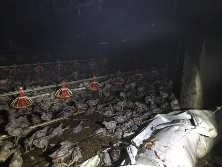 Sakarya'da çiftlikte çıkan yangında 30 bin tavuk öldü