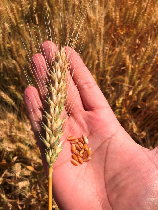 Yerli buğday "Halis" Konya'da tarım sektörüne tanıtıldı