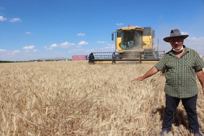 Yerli buğday "Halis" Konya'da tarım sektörüne tanıtıldı