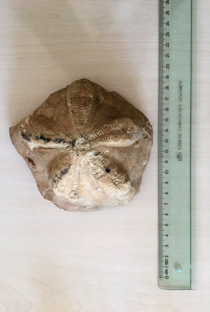 Orta Toroslar'da bulunan deniz canlısı fosilleri heyecanlandırdı