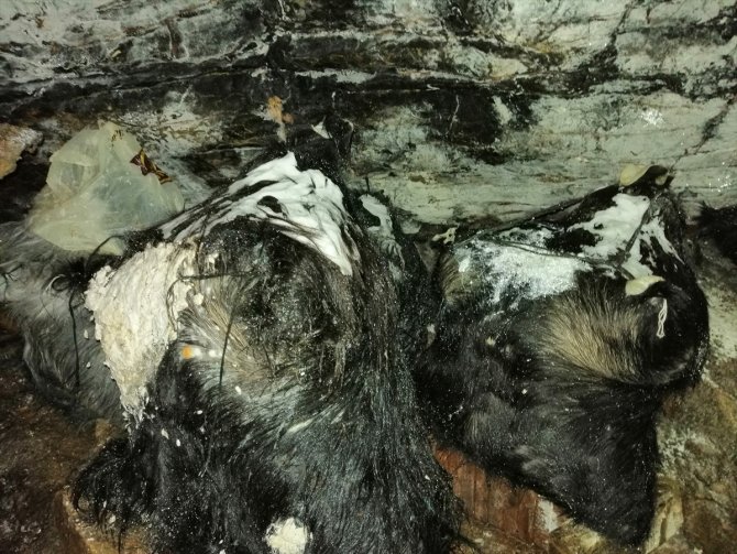 Konya'nın meşhur Kembos peyniri mağarada olgunlaşıyor