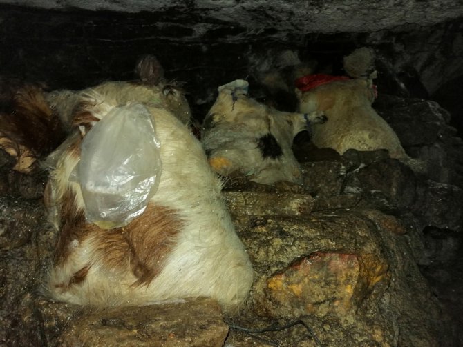Konya'nın meşhur Kembos peyniri mağarada olgunlaşıyor