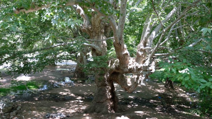 870 yıllık anıt çınar ağaçları yazı tahtasına döndü