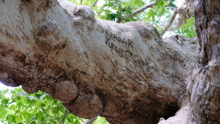 870 yıllık anıt çınar ağaçları yazı tahtasına döndü