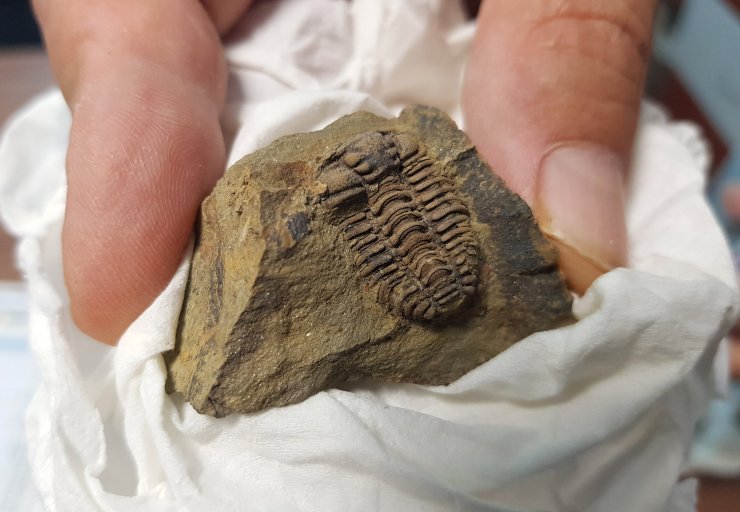 Antalya ve Konya'da 500 milyon yaşında iki fosil bulundu (2)- Yeniden