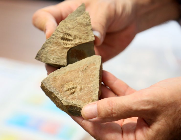 Antalya ve Konya'da 500 milyon yaşında iki fosil bulundu (2)- Yeniden