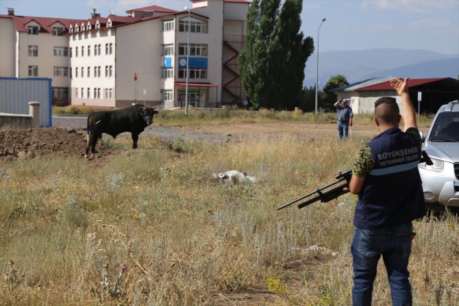 Erzurum'da sahibinin elinden kaçan kurbanlık boğa güçlükle yakalandı