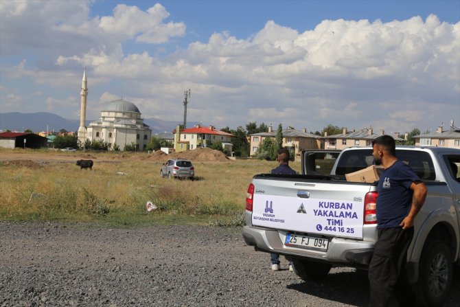 Erzurum'da sahibinin elinden kaçan kurbanlık boğa güçlükle yakalandı