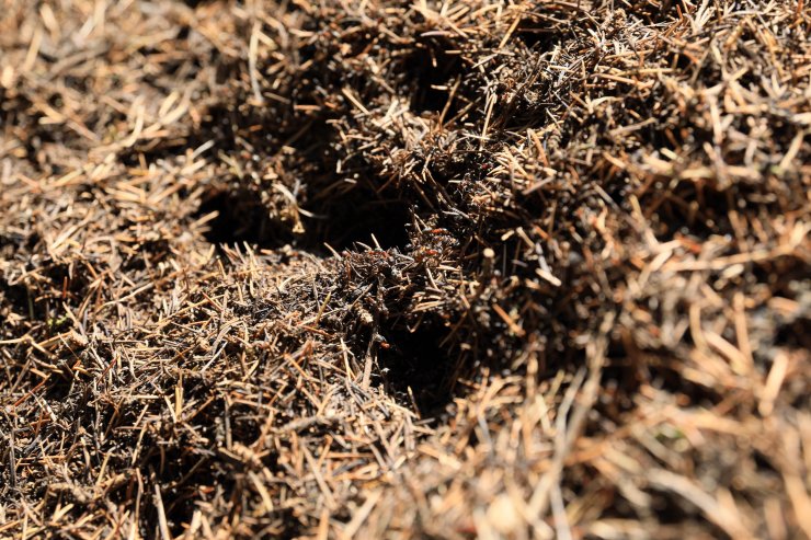 'Kırmızı karıncalar', orman zararlılarına karşı çalışıyor