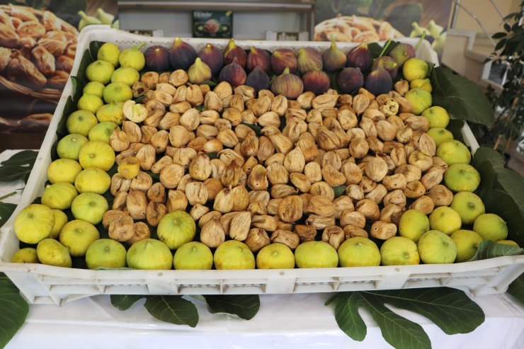 Nazilli’de sezonun ilk incir alım satımı gerçekleştirildi