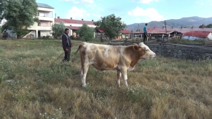 Damızlık boğa sürüdeki ineklerin sütünü emdi