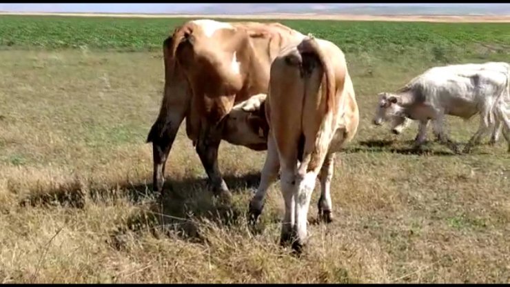 Damızlık boğa sürüdeki ineklerin sütünü emdi