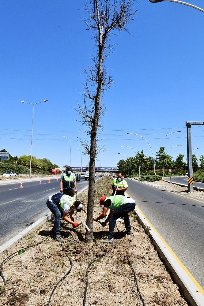 Başkent’te ağaçların kuruma nedeni susuzluk değil altındaki beton