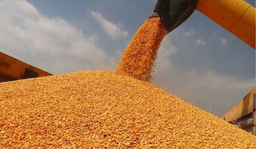 Kozan’da mısır hasat sezonu başladı