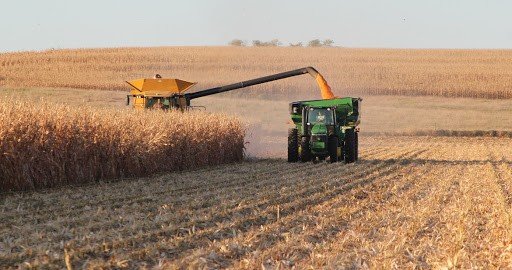 Kozan’da mısır hasat sezonu başladı