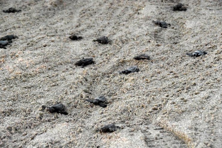 Patara Plajı'nda 5 binden fazla yavru kaplumbağa denizle buluştu