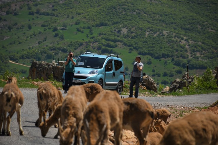 Tunceli'de karayoluna inen yaban keçileriyle 'özçekim' yaptılar