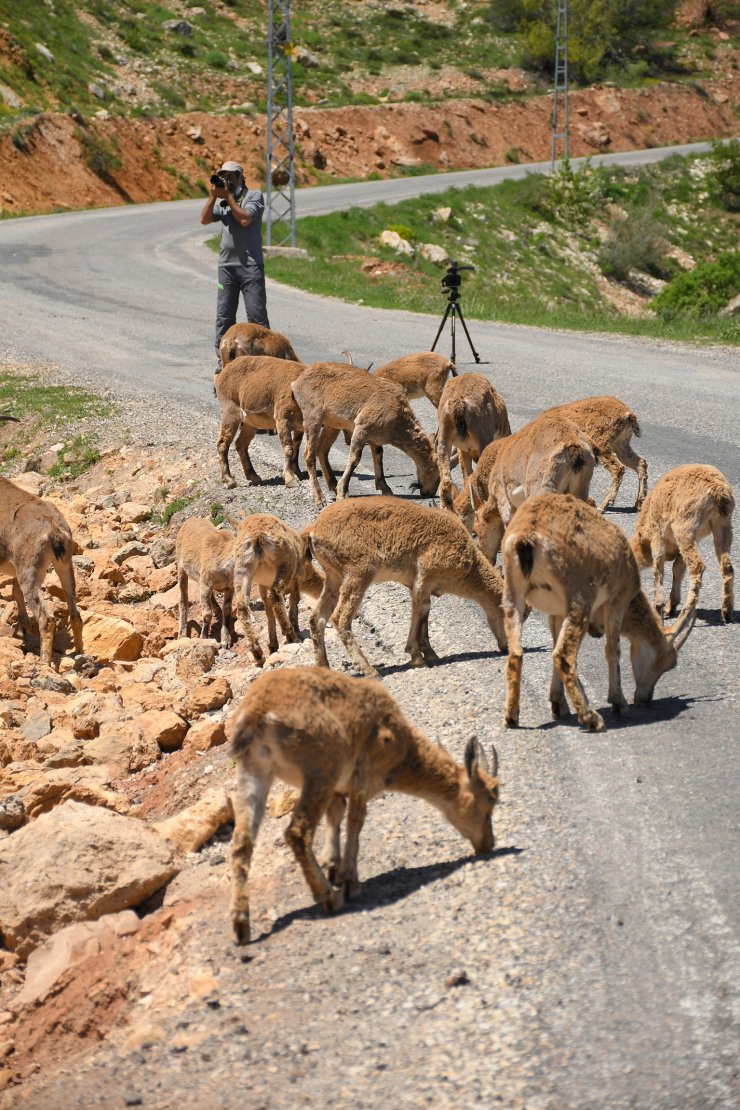 Tunceli'de karayoluna inen yaban keçileriyle 'özçekim' yaptılar