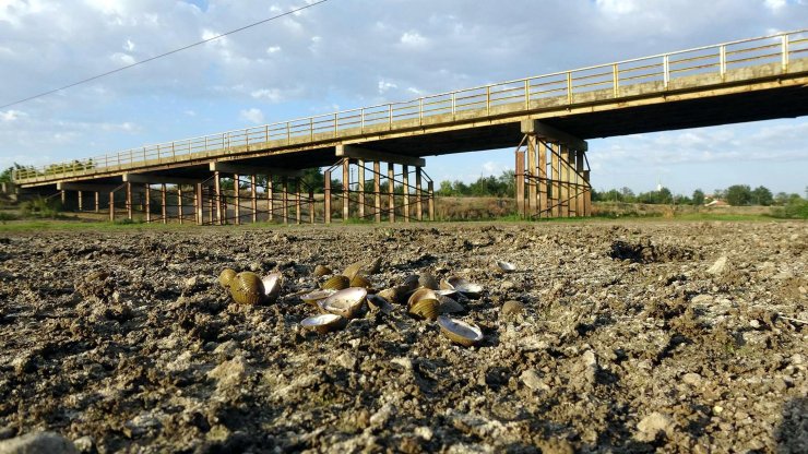 Tunca Nehri kurudu; çeltikte verim kaybı tehlikesi yaşanıyor