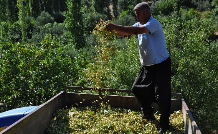 Gaziantep'te baklavalık boz fıstık hasadı başladı