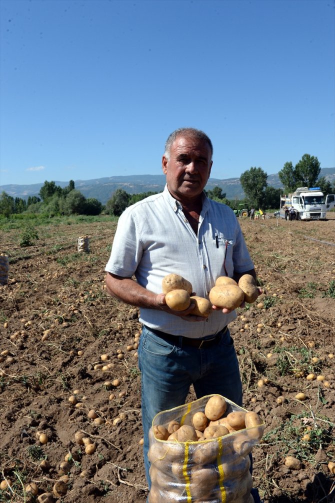 Niksar patatesi Türkiye'nin dört bir yanında sofraları lezzetlendiriyor