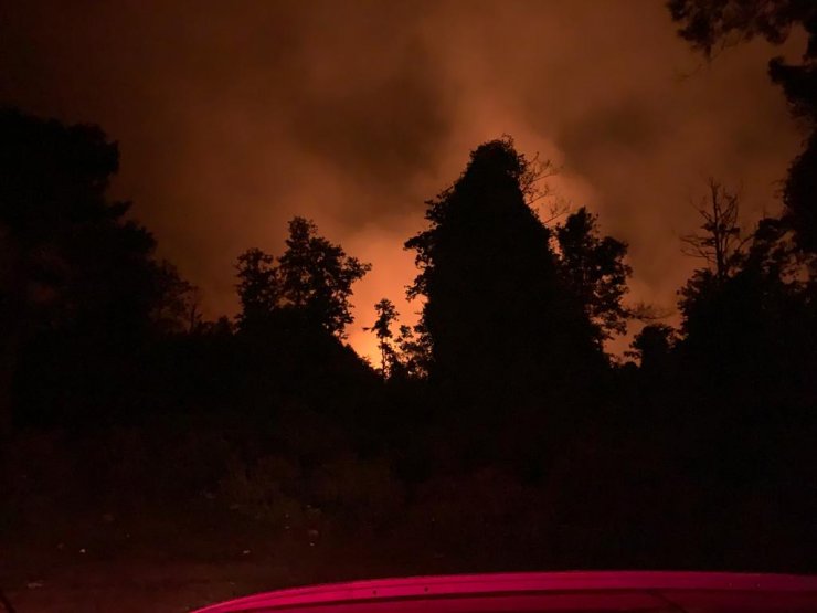 Samsun'da, sazlıkta çıkan yangın ormana sıçradı