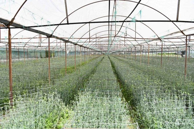 Isparta’da domates ve karanfil hasadı devam ediyor