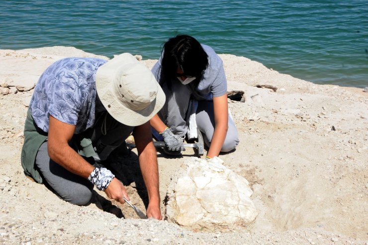 Kayseri'deki ilk kez 7,5 milyon yıllık kaplumbağa fosili bulundu