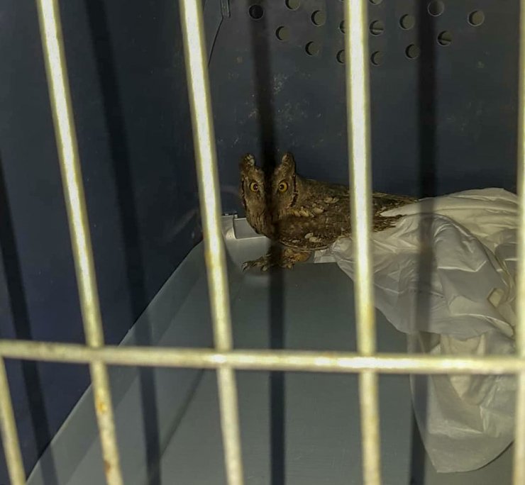 5 aydır evde bakılan kulaklı baykuş, doğaya salındı