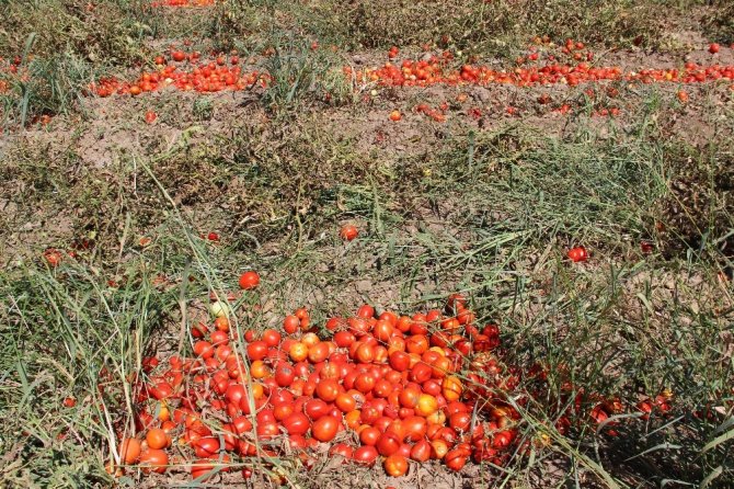 Manisa’da domatesler tarlada kaldı