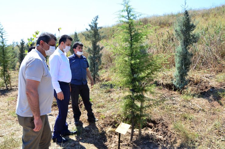 Bakan Pakdemirli: Orman alanlarını korumak ve artırmak en önemli görevimiz