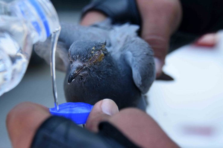 Göz rahatsızlığı nedeniyle uçamayan güvercine sağlık personeli sahip çıktı