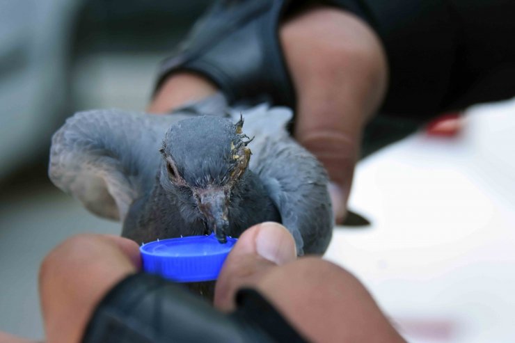 Göz rahatsızlığı nedeniyle uçamayan güvercine sağlık personeli sahip çıktı