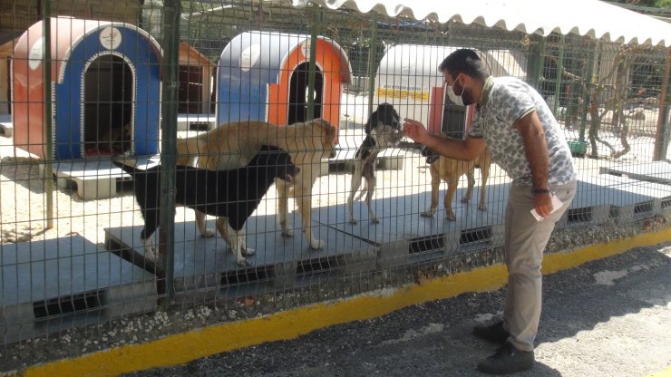 Hayvanseverler, Hatay'da 20 hayvanın öldüğü barınağa verilen cezayı az buldu